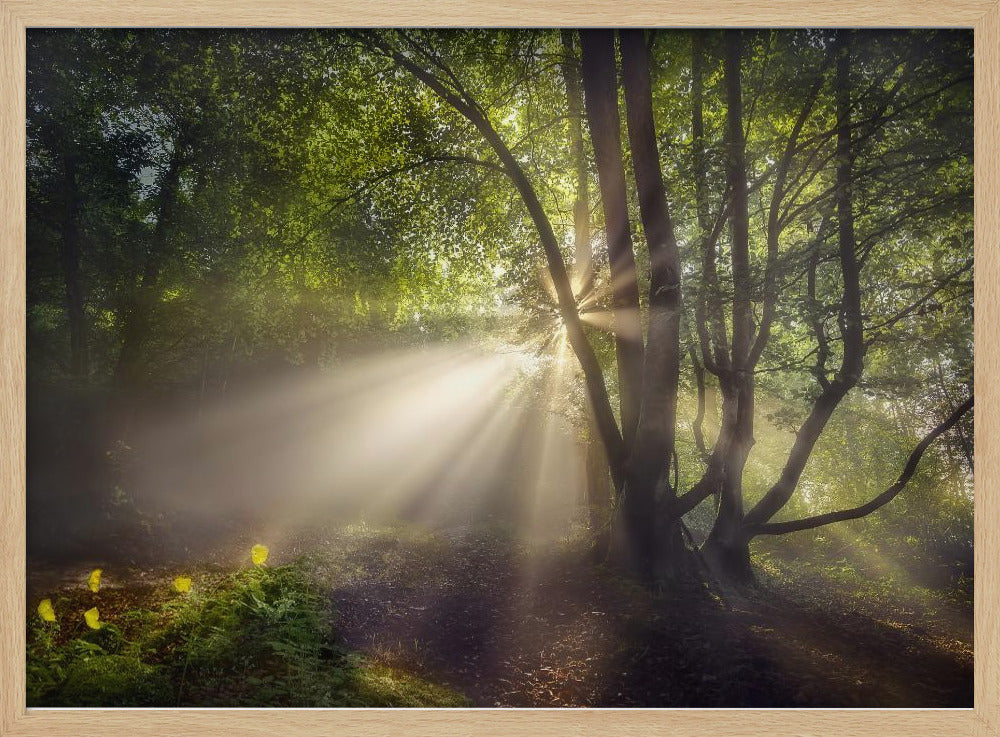 The morning light | Poster