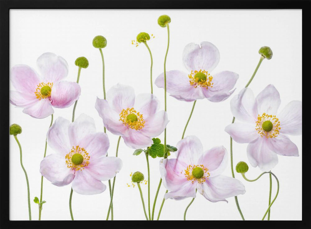 Japanese Anemones | Poster