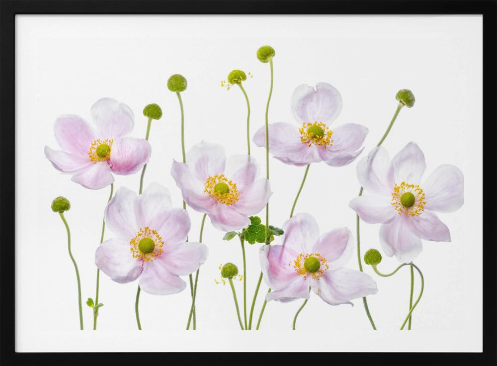 Japanese Anemones | Poster