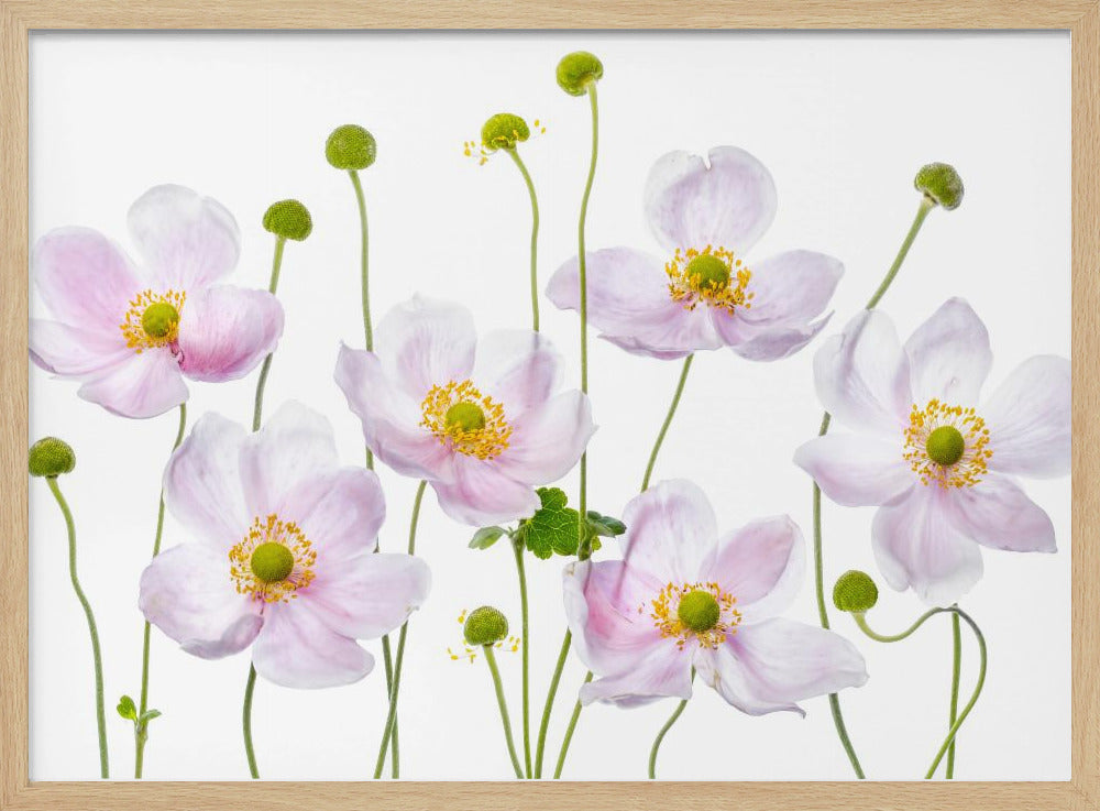 Japanese Anemones | Poster