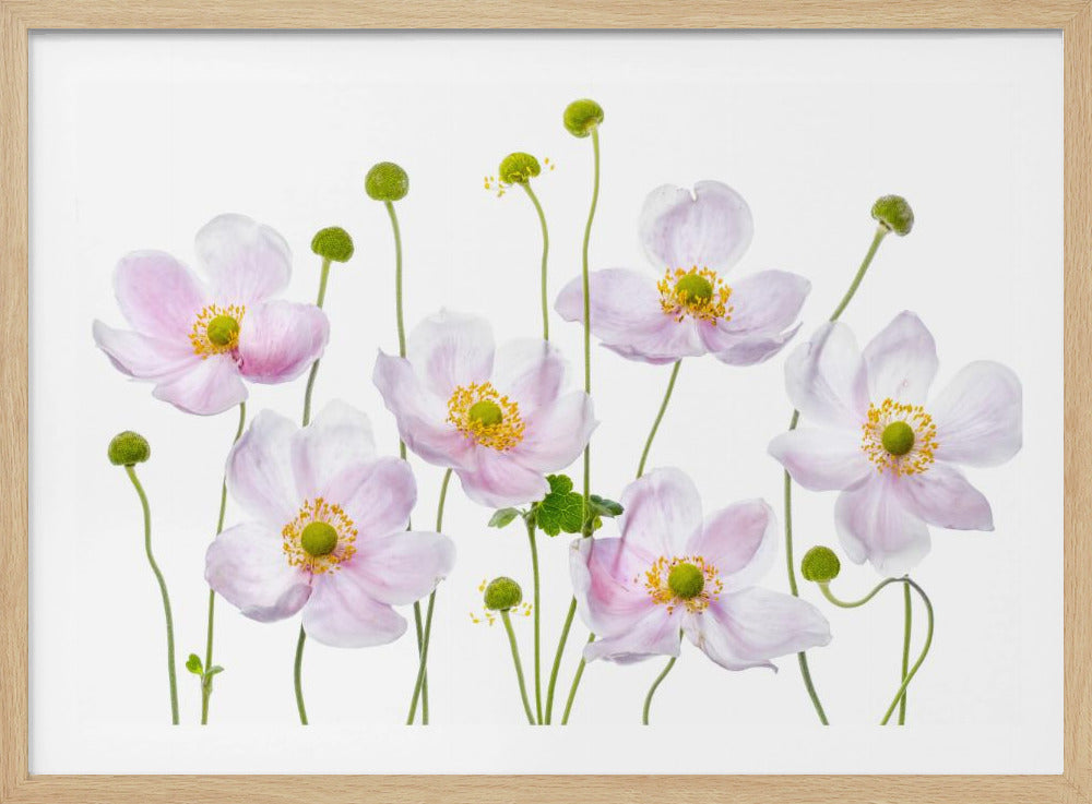 Japanese Anemones | Poster
