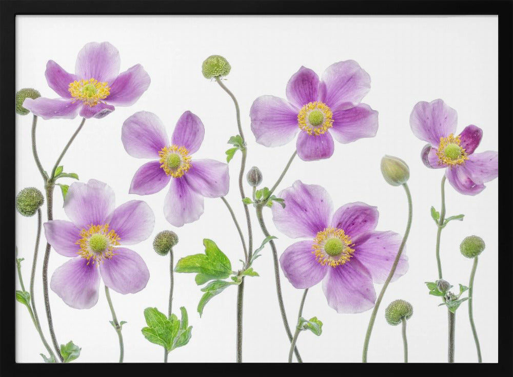 Anemone Japonica | Poster