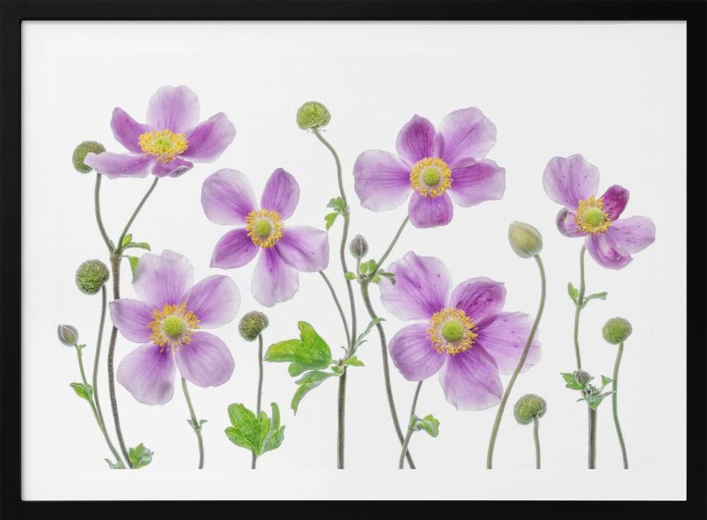 Anemone Japonica | Poster