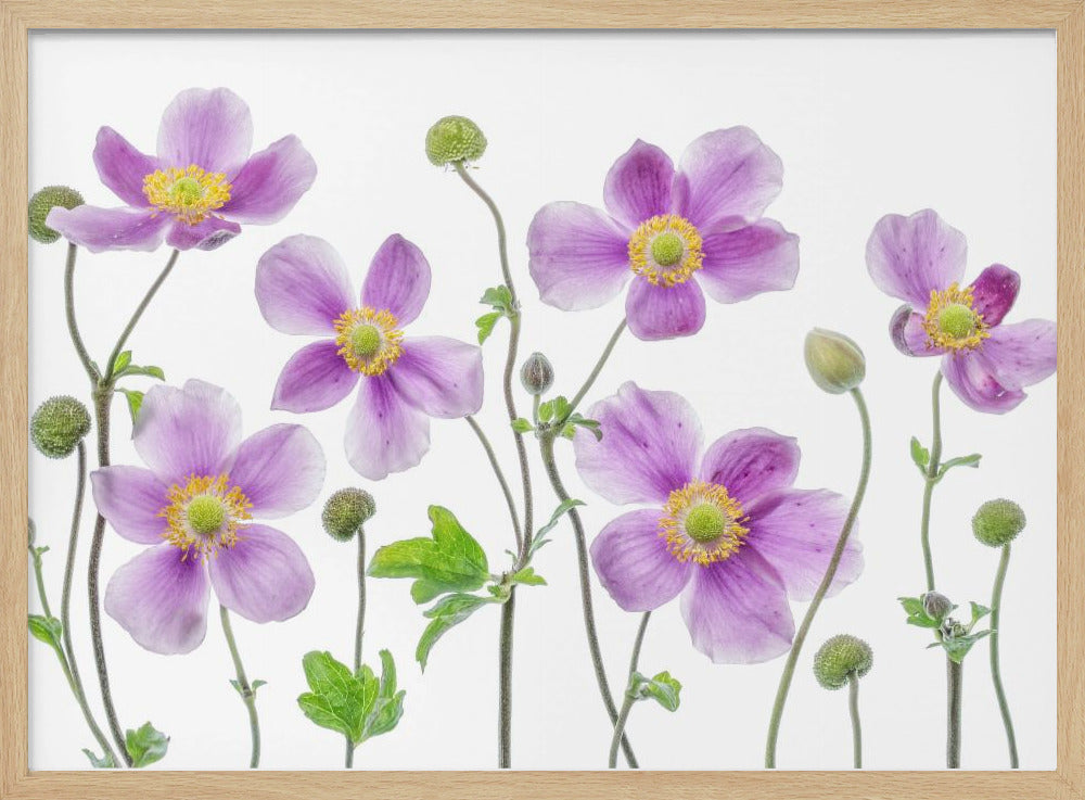 Anemone Japonica | Poster