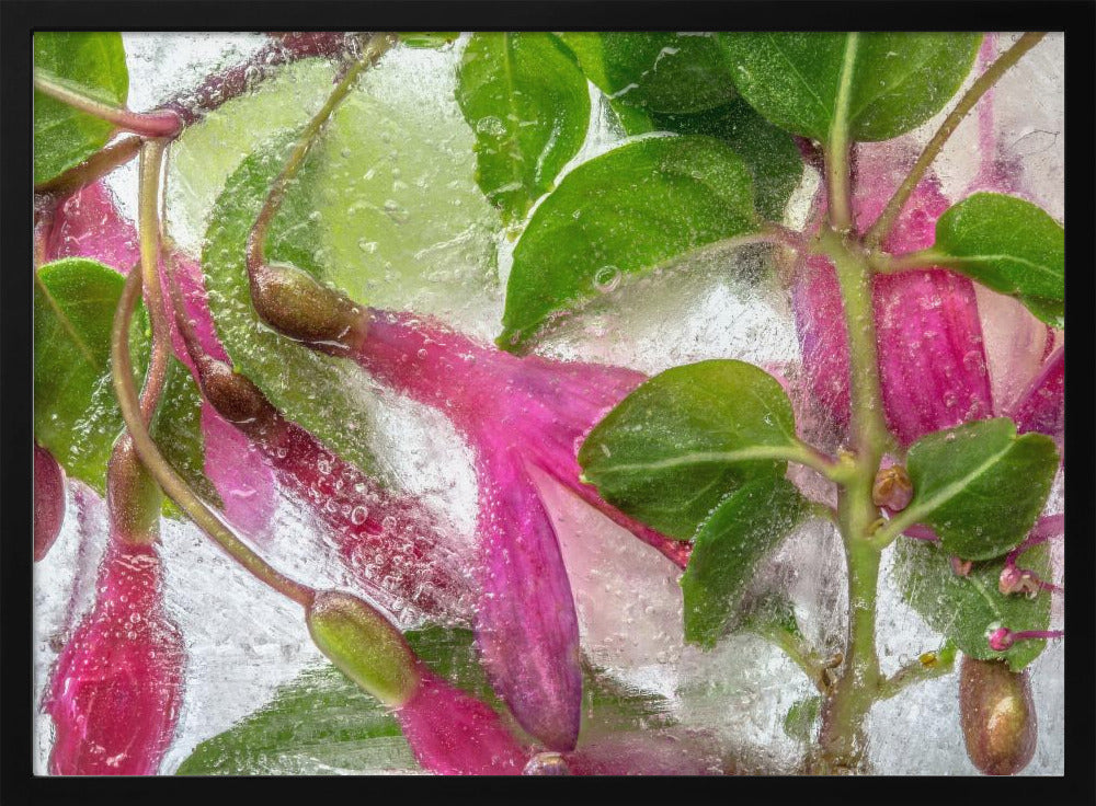 Fuchsia freeze | Poster
