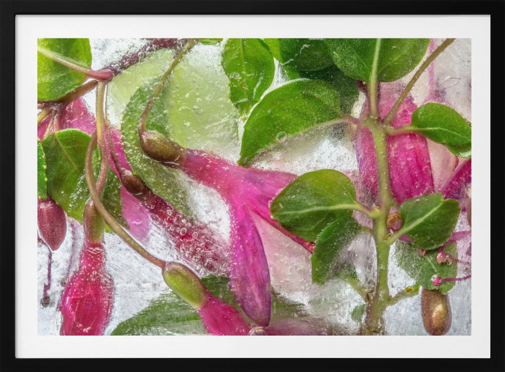 Fuchsia freeze | Poster