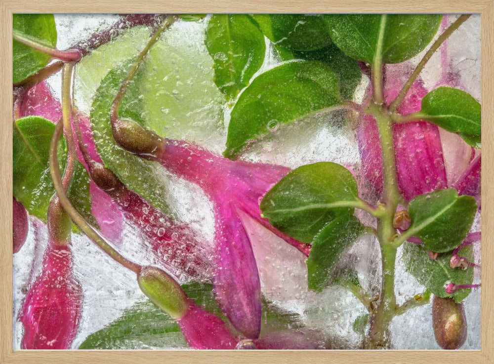 Fuchsia freeze | Poster