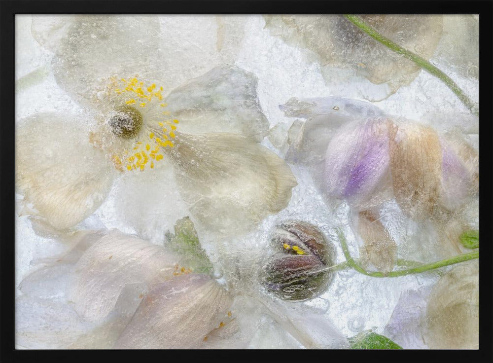 Anemone frost | Poster