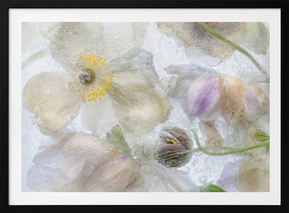 Anemone frost | Poster