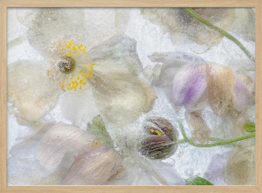 Anemone frost | Poster