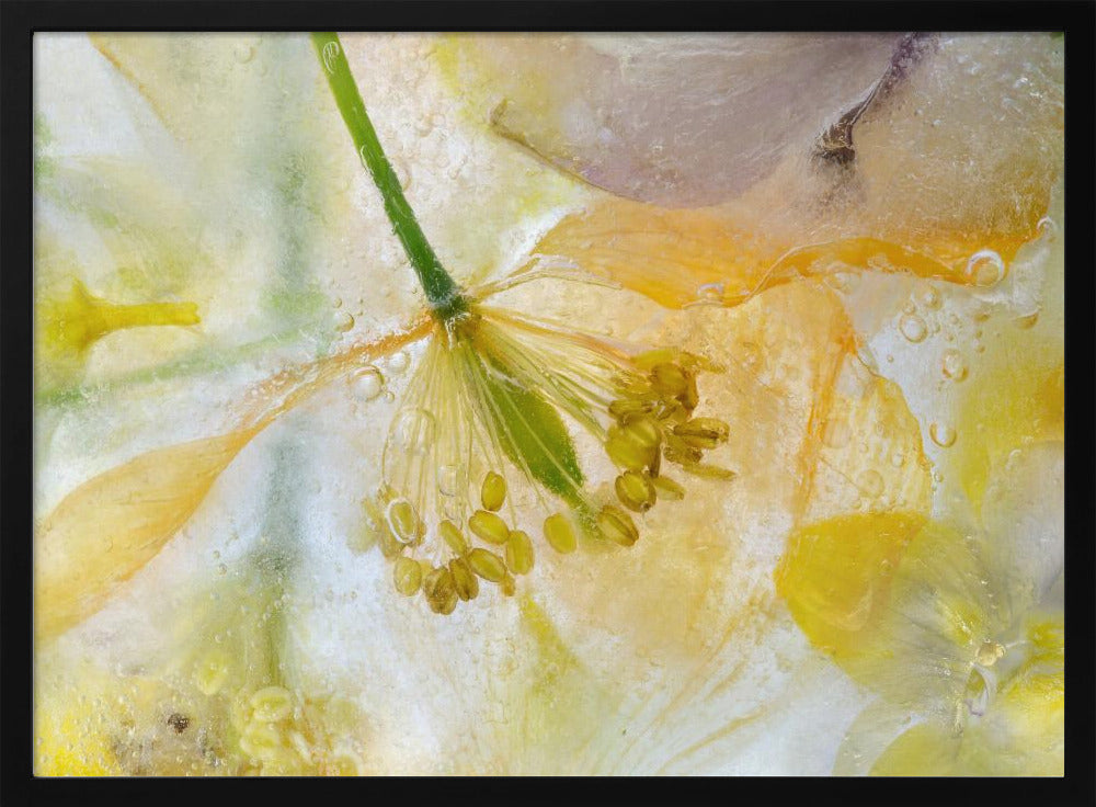 Papaver Ice | Poster