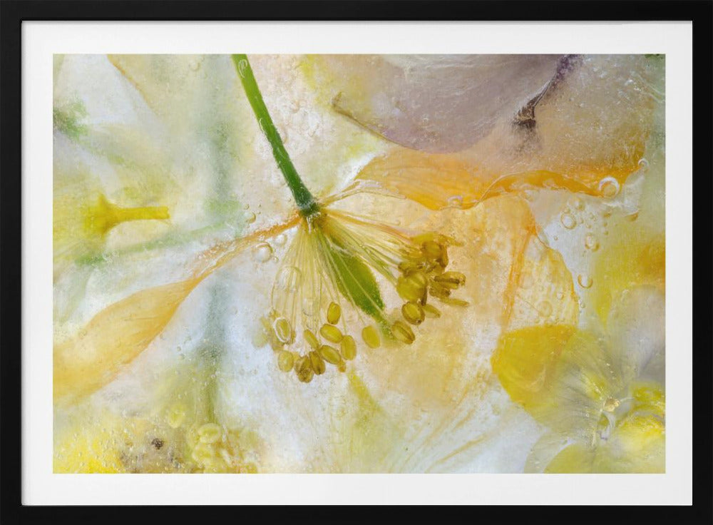 Papaver Ice | Poster