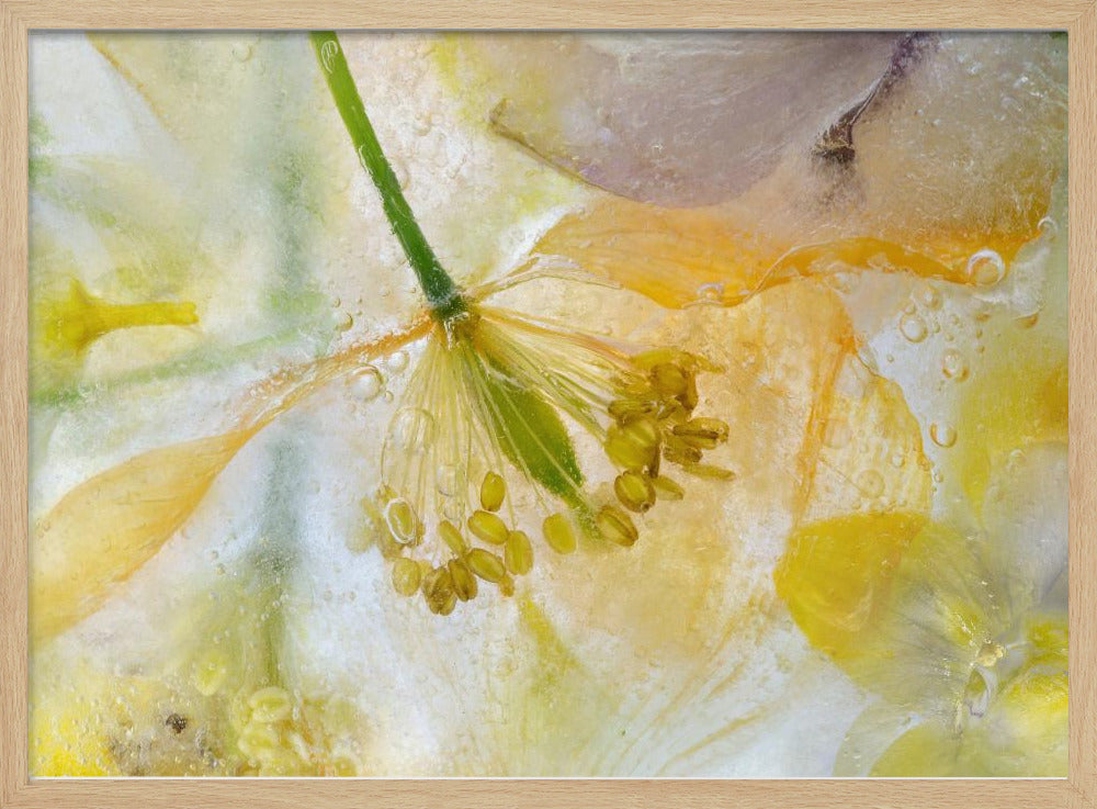 Papaver Ice | Poster