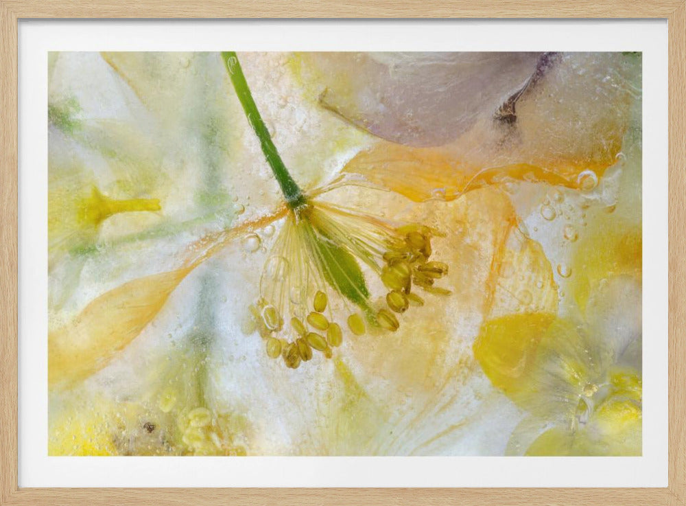 Papaver Ice | Poster