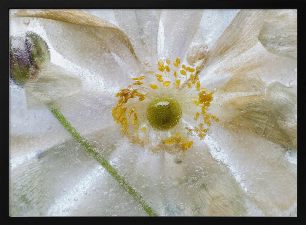 Floral freeze | Poster