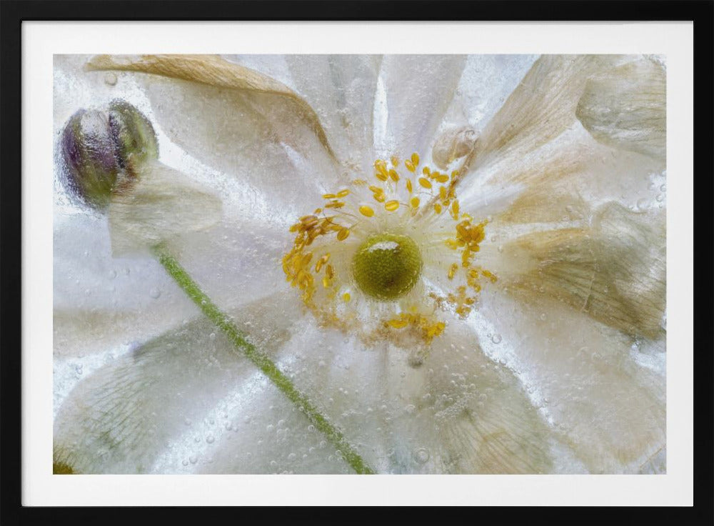 Floral freeze | Poster
