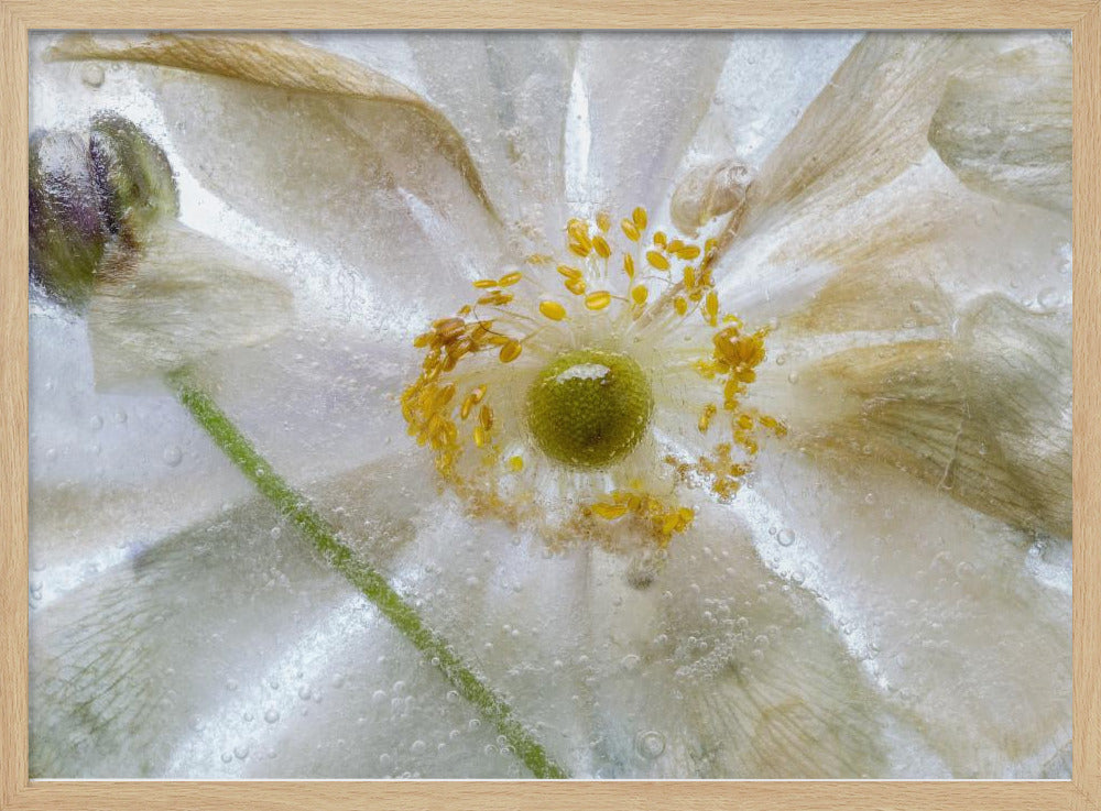 Floral freeze | Poster