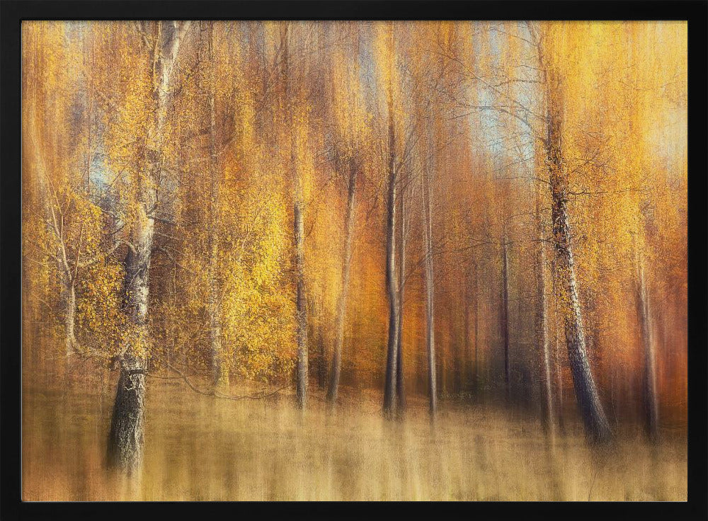 Autumn Birches | Poster