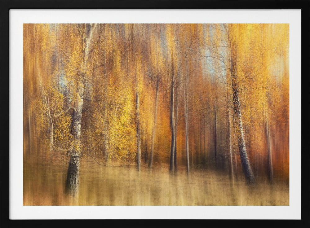 Autumn Birches | Poster