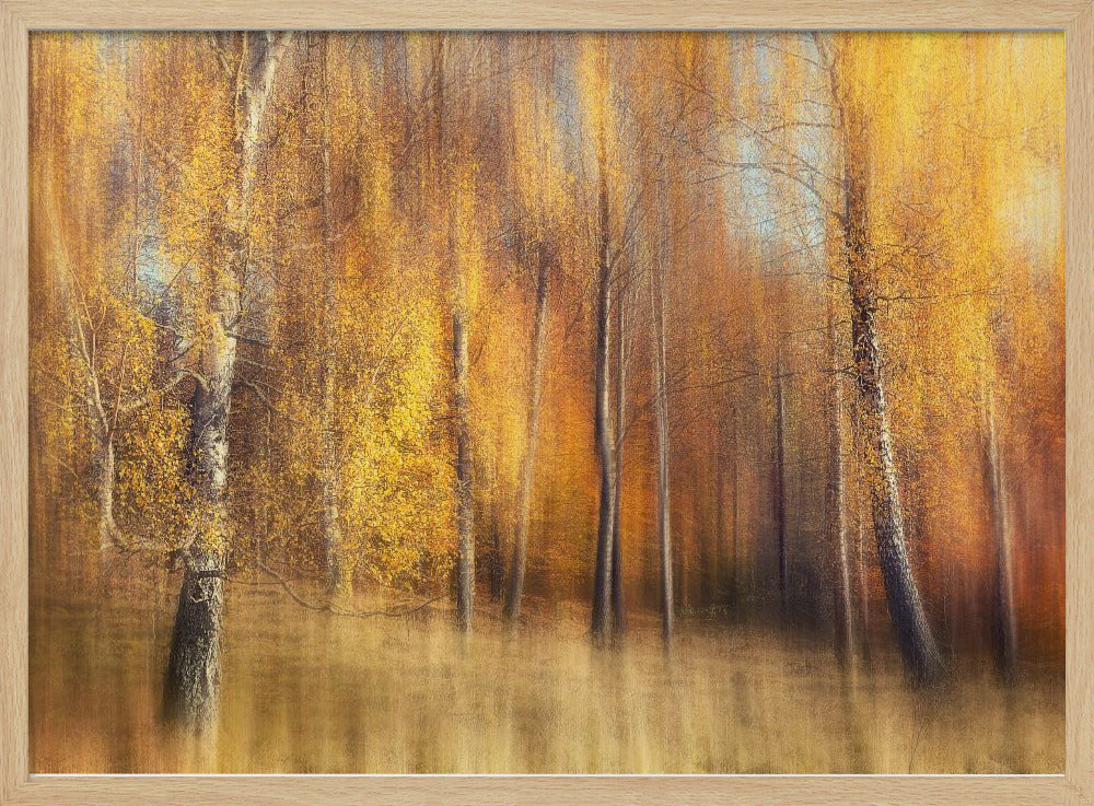 Autumn Birches | Poster