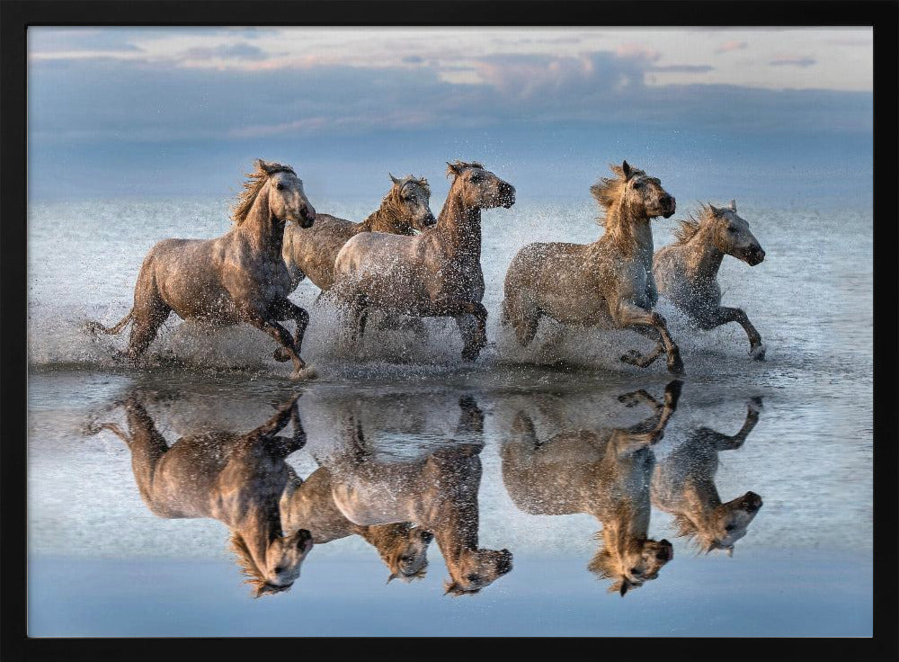 Horses and reflection | Poster