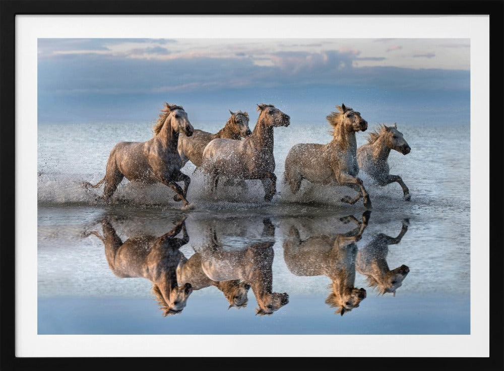 Horses and reflection | Poster