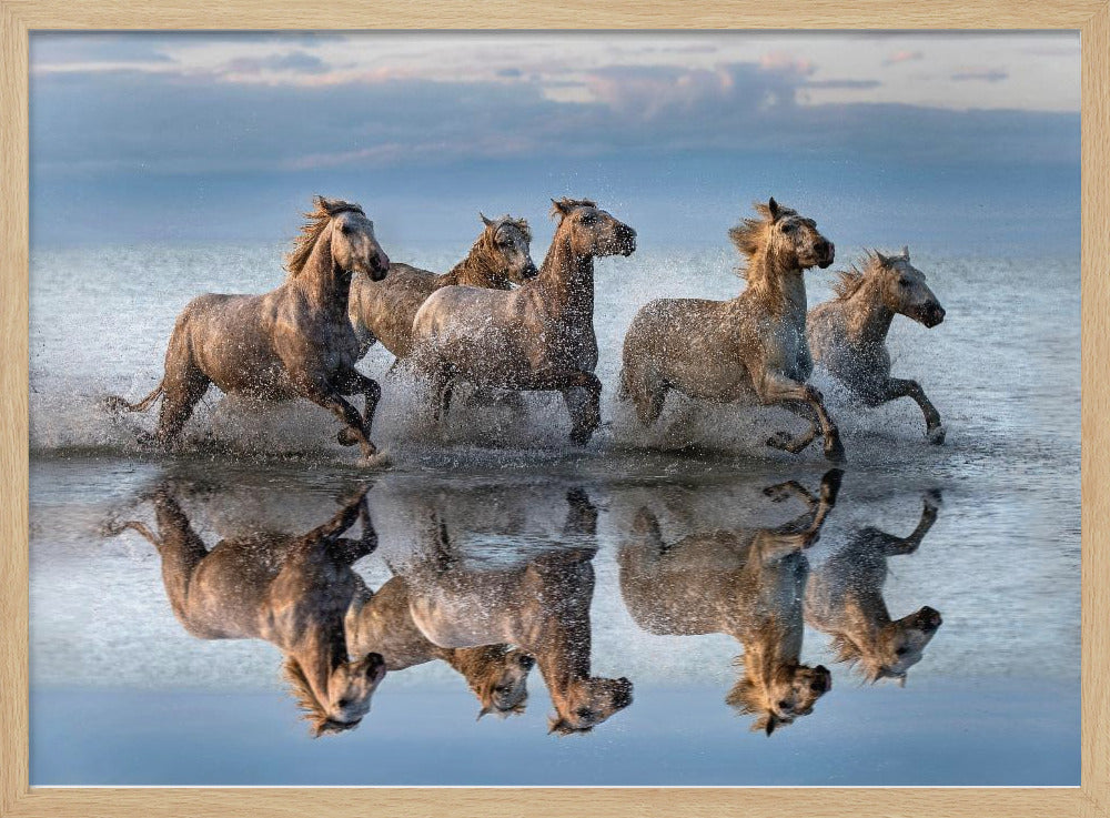 Horses and reflection | Poster