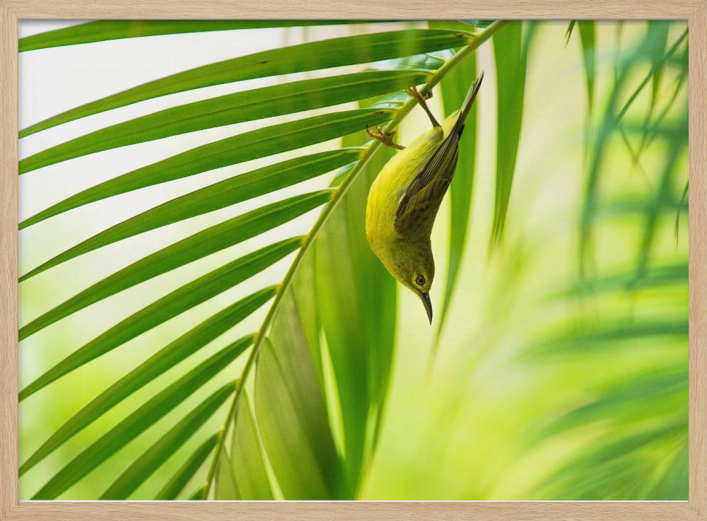 50 shades of green | Poster