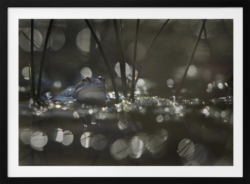 Moor frog | Poster