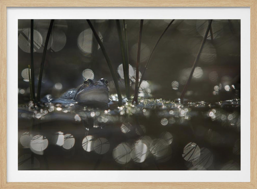 Moor frog | Poster