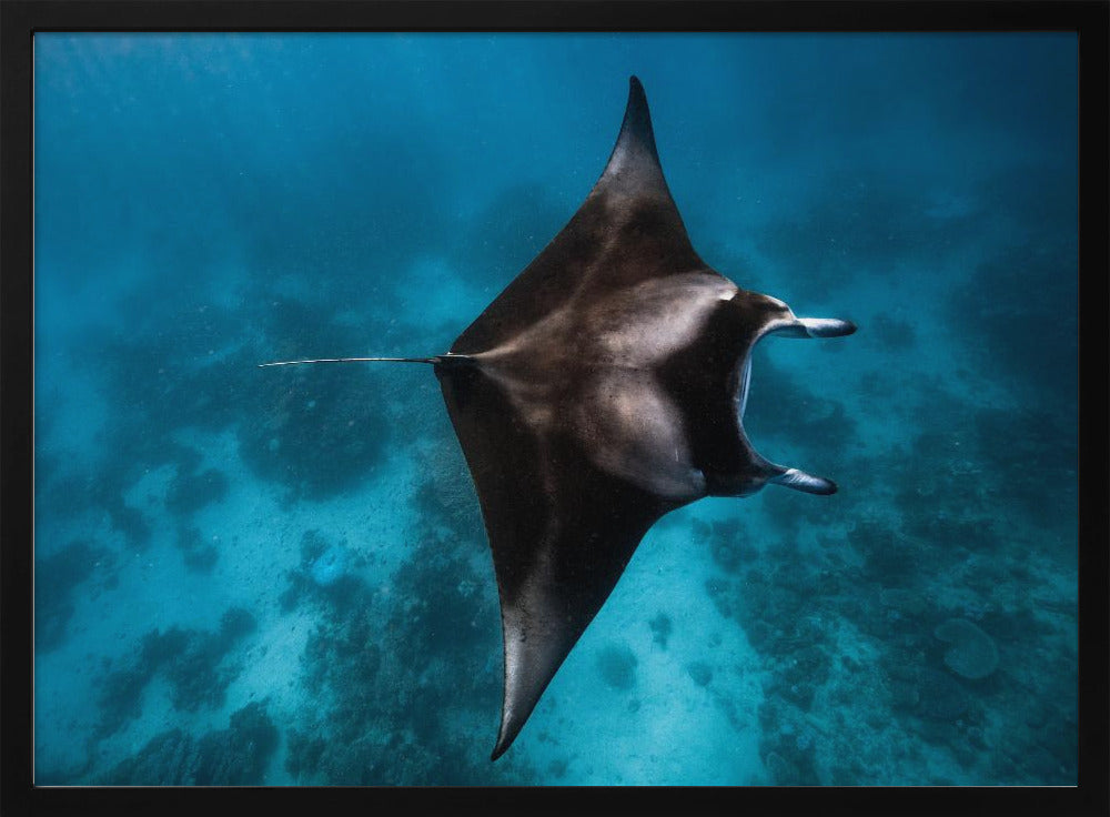 Manta fly!!! | Poster