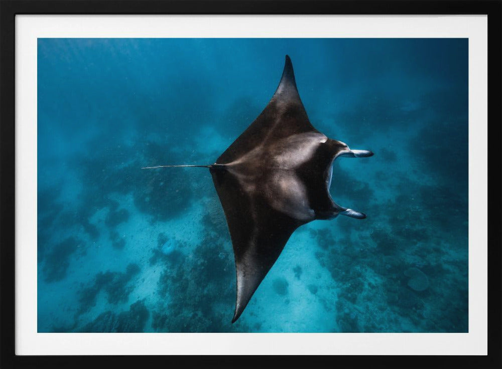 Manta fly!!! | Poster