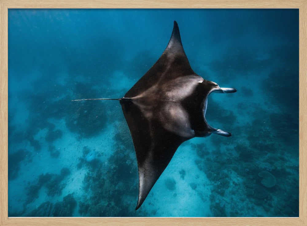 Manta fly!!! | Poster