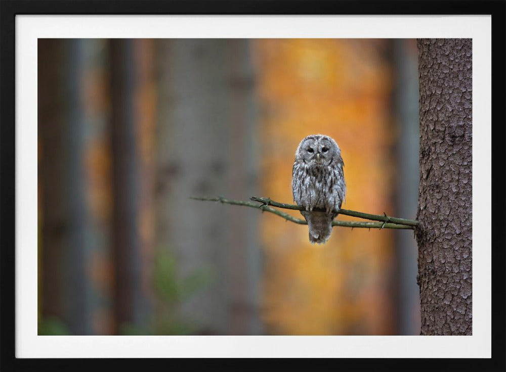 Tawny Owl | Poster