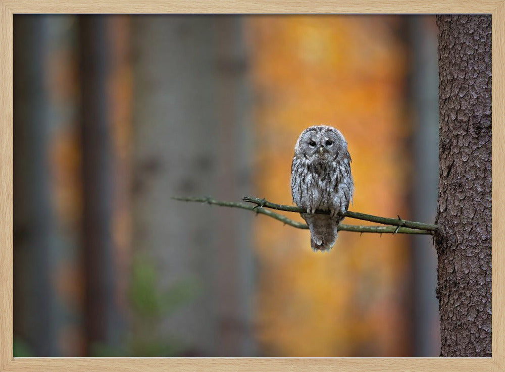 Tawny Owl | Poster