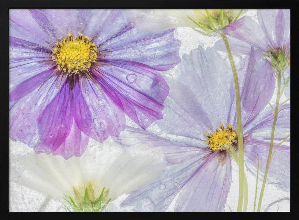 Cosmos cool | Poster