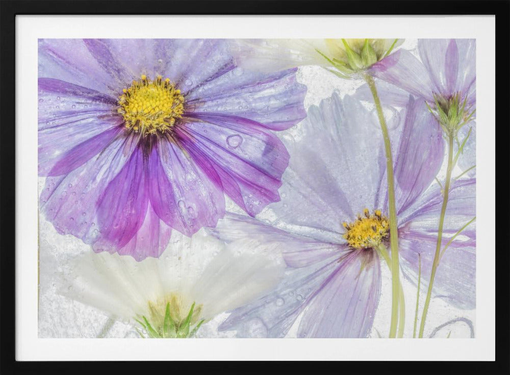 Cosmos cool | Poster