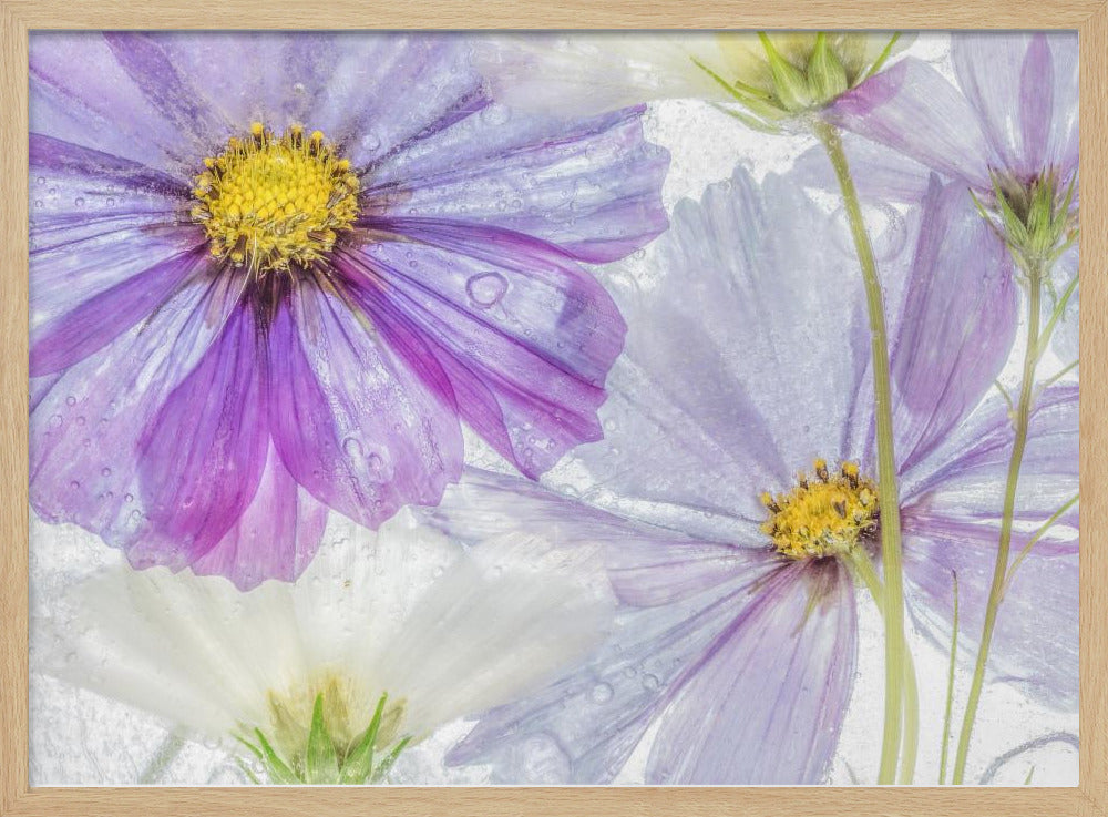 Cosmos cool | Poster