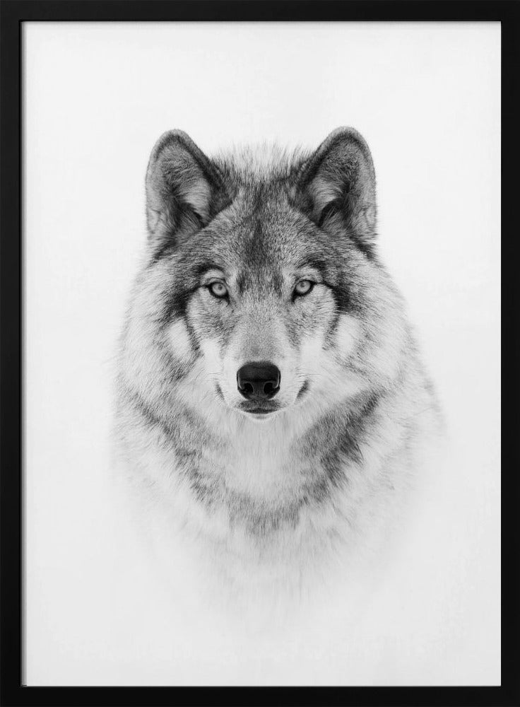 Portrait of a Timber Wolf | Poster
