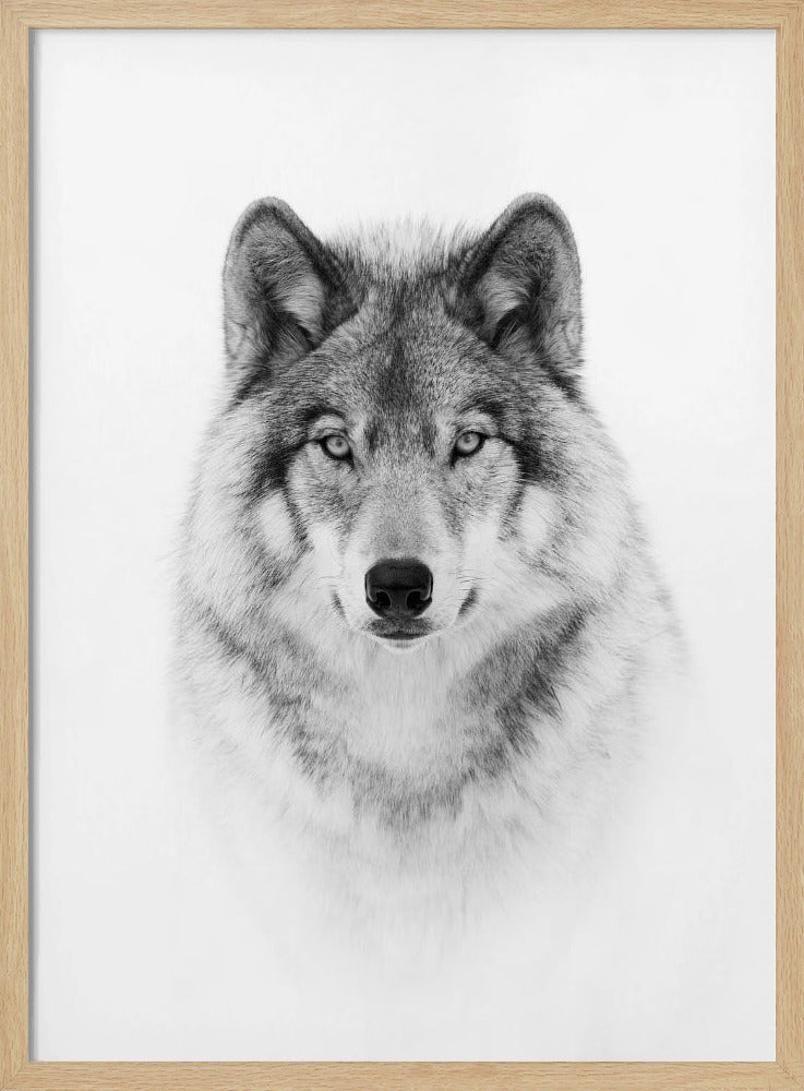 Portrait of a Timber Wolf | Poster