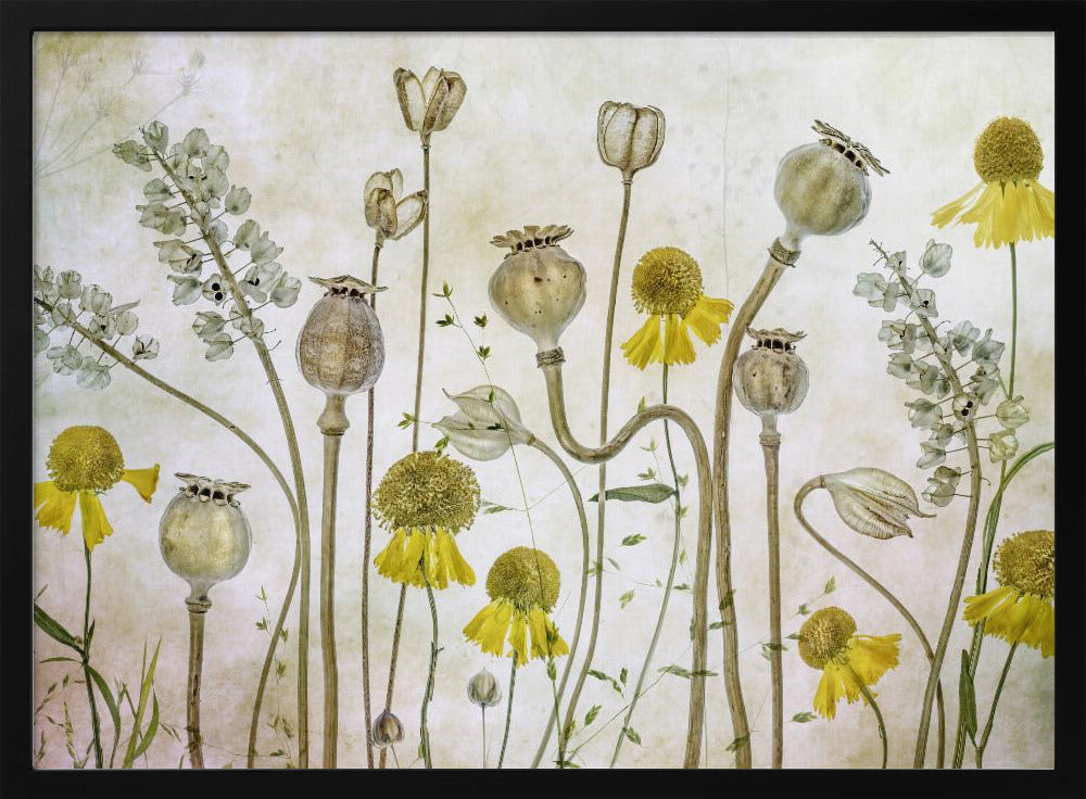 Poppies and Helenium | Poster