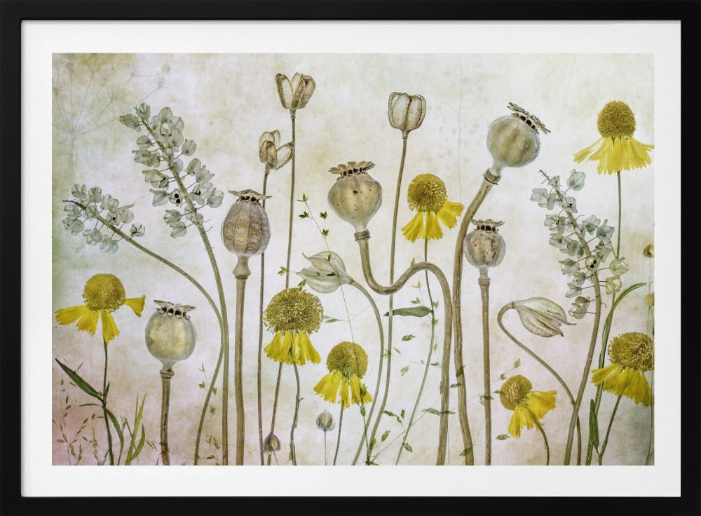 Poppies and Helenium | Poster