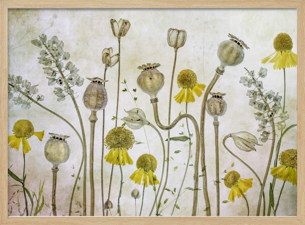 Poppies and Helenium | Poster