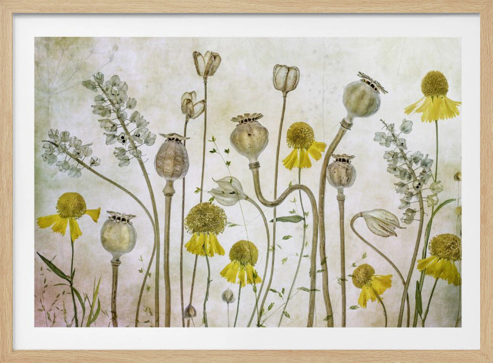 Poppies and Helenium | Poster