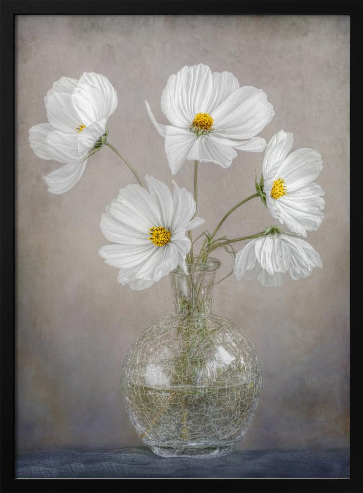 Simply Cosmos | Poster