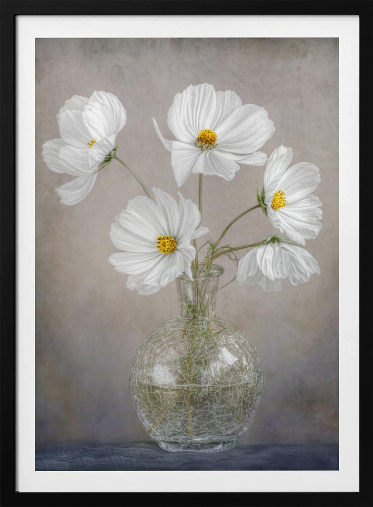 Simply Cosmos | Poster