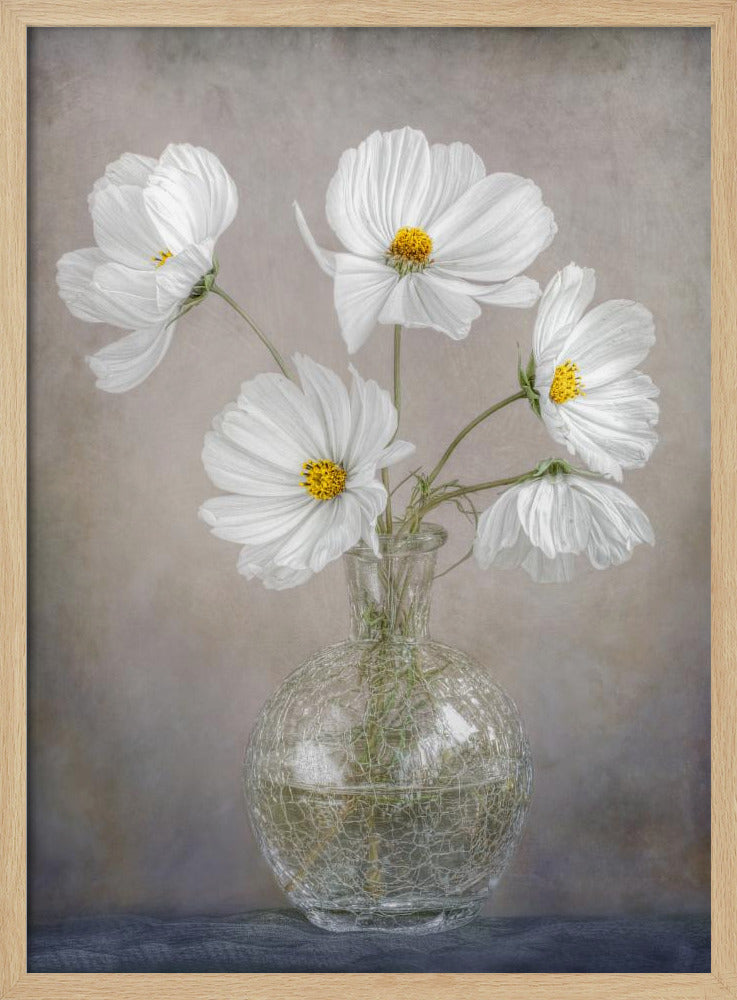 Simply Cosmos | Poster