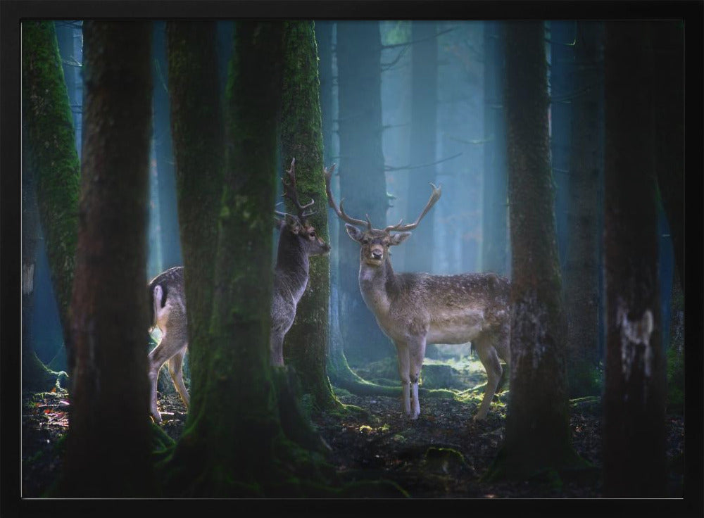 Deers | Poster