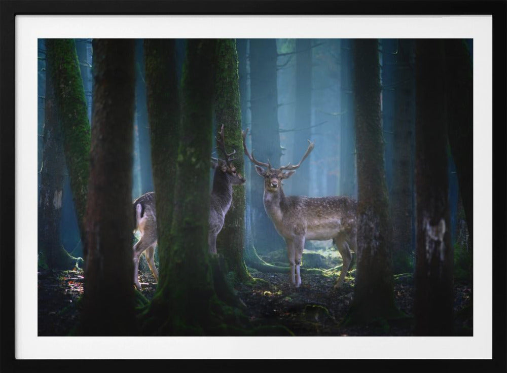 Deers | Poster