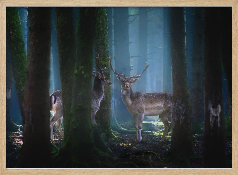 Deers | Poster
